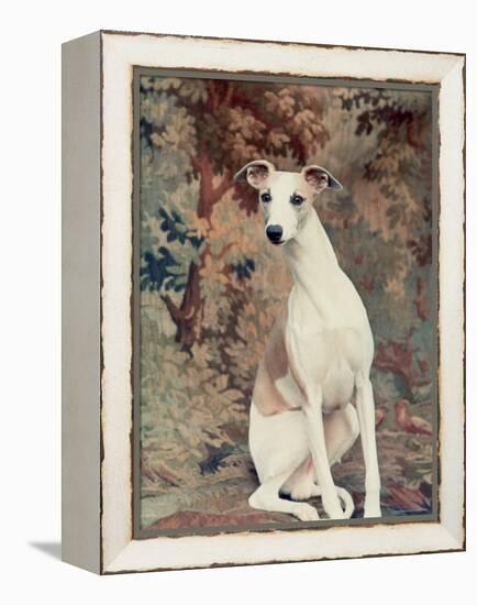 Portrait of Whippet Chosen Best in Show at the 88th Annual Westminster Kennel Club Dog Show-Nina Leen-Framed Premier Image Canvas