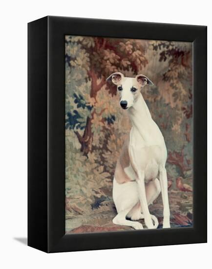 Portrait of Whippet Chosen Best in Show at the 88th Annual Westminster Kennel Club Dog Show-Nina Leen-Framed Premier Image Canvas