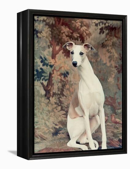 Portrait of Whippet Chosen Best in Show at the 88th Annual Westminster Kennel Club Dog Show-Nina Leen-Framed Premier Image Canvas