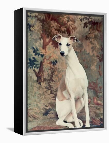 Portrait of Whippet Chosen Best in Show at the 88th Annual Westminster Kennel Club Dog Show-Nina Leen-Framed Premier Image Canvas