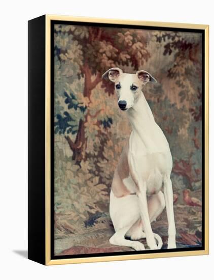Portrait of Whippet Chosen Best in Show at the 88th Annual Westminster Kennel Club Dog Show-Nina Leen-Framed Premier Image Canvas