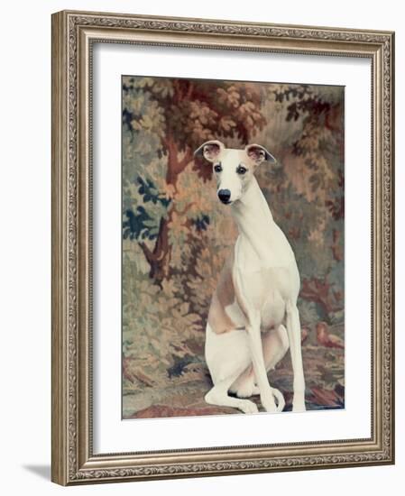 Portrait of Whippet Chosen Best in Show at the 88th Annual Westminster Kennel Club Dog Show-Nina Leen-Framed Photographic Print