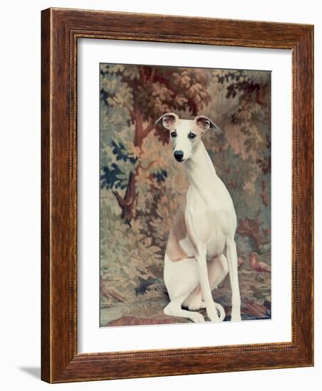 Portrait of Whippet Chosen Best in Show at the 88th Annual Westminster Kennel Club Dog Show-Nina Leen-Framed Photographic Print