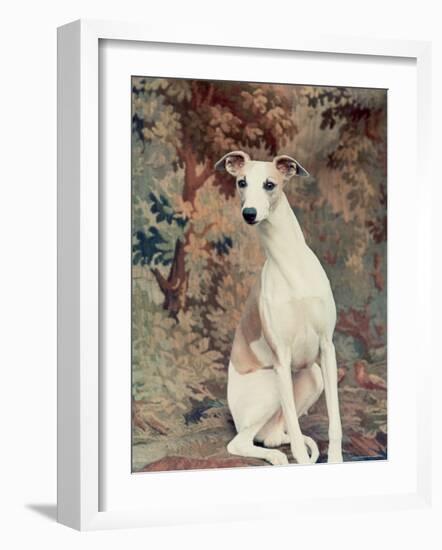 Portrait of Whippet Chosen Best in Show at the 88th Annual Westminster Kennel Club Dog Show-Nina Leen-Framed Photographic Print