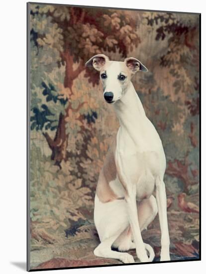 Portrait of Whippet Chosen Best in Show at the 88th Annual Westminster Kennel Club Dog Show-Nina Leen-Mounted Photographic Print