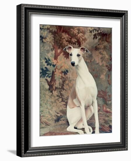 Portrait of Whippet Chosen Best in Show at the 88th Annual Westminster Kennel Club Dog Show-Nina Leen-Framed Photographic Print