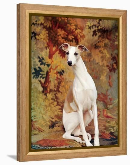 Portrait of Whippet Chosen Best in Show at the 88th Annual Westminster Kennel Club Dog Show-Nina Leen-Framed Premier Image Canvas