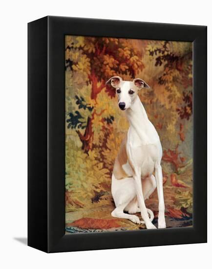 Portrait of Whippet Chosen Best in Show at the 88th Annual Westminster Kennel Club Dog Show-Nina Leen-Framed Premier Image Canvas