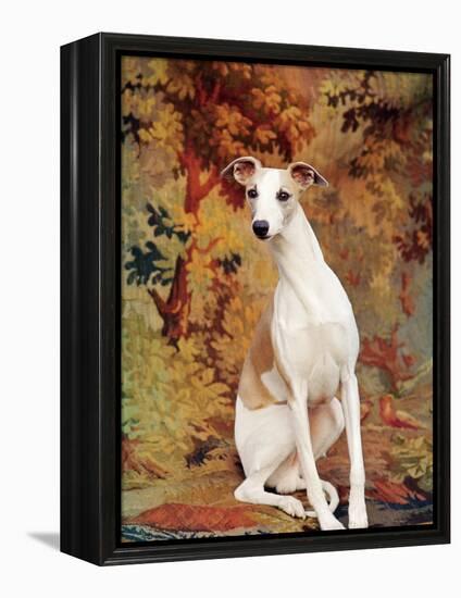 Portrait of Whippet Chosen Best in Show at the 88th Annual Westminster Kennel Club Dog Show-Nina Leen-Framed Premier Image Canvas