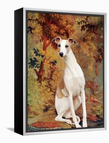 Portrait of Whippet Chosen Best in Show at the 88th Annual Westminster Kennel Club Dog Show-Nina Leen-Framed Premier Image Canvas