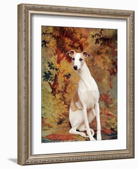 Portrait of Whippet Chosen Best in Show at the 88th Annual Westminster Kennel Club Dog Show-Nina Leen-Framed Photographic Print