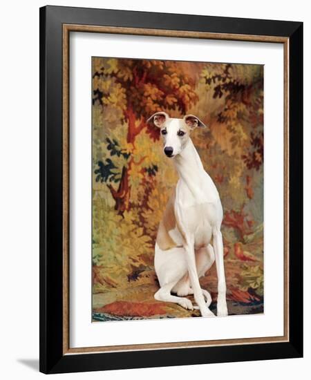Portrait of Whippet Chosen Best in Show at the 88th Annual Westminster Kennel Club Dog Show-Nina Leen-Framed Photographic Print
