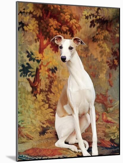 Portrait of Whippet Chosen Best in Show at the 88th Annual Westminster Kennel Club Dog Show-Nina Leen-Mounted Photographic Print