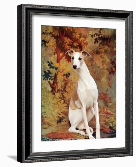 Portrait of Whippet Chosen Best in Show at the 88th Annual Westminster Kennel Club Dog Show-Nina Leen-Framed Photographic Print