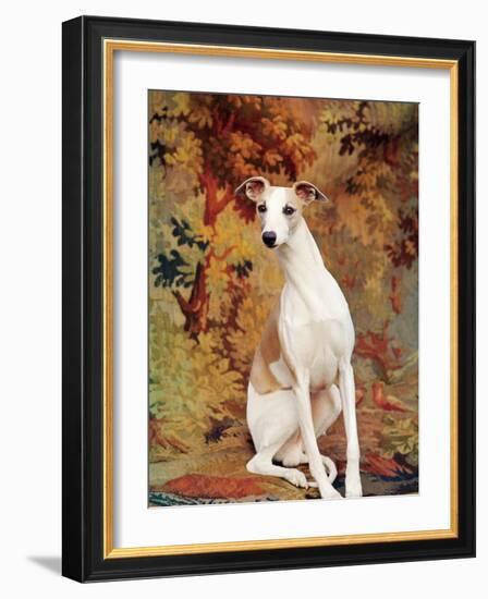 Portrait of Whippet Chosen Best in Show at the 88th Annual Westminster Kennel Club Dog Show-Nina Leen-Framed Photographic Print