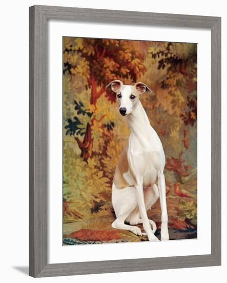 Portrait of Whippet Chosen Best in Show at the 88th Annual Westminster Kennel Club Dog Show-Nina Leen-Framed Photographic Print