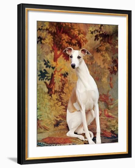 Portrait of Whippet Chosen Best in Show at the 88th Annual Westminster Kennel Club Dog Show-Nina Leen-Framed Photographic Print