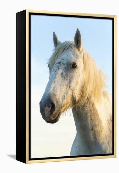 Portrait of White Horses Head, the Camargue, France-Peter Adams-Framed Premier Image Canvas