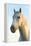 Portrait of White Horses Head, the Camargue, France-Peter Adams-Framed Premier Image Canvas