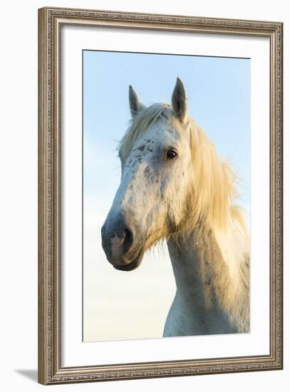 Portrait of White Horses Head, the Camargue, France-Peter Adams-Framed Photographic Print