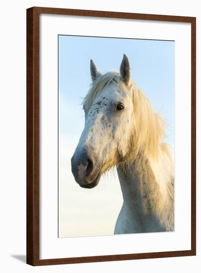 Portrait of White Horses Head, the Camargue, France-Peter Adams-Framed Photographic Print