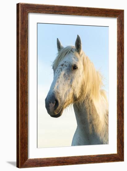 Portrait of White Horses Head, the Camargue, France-Peter Adams-Framed Photographic Print