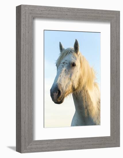 Portrait of White Horses Head, the Camargue, France-Peter Adams-Framed Photographic Print