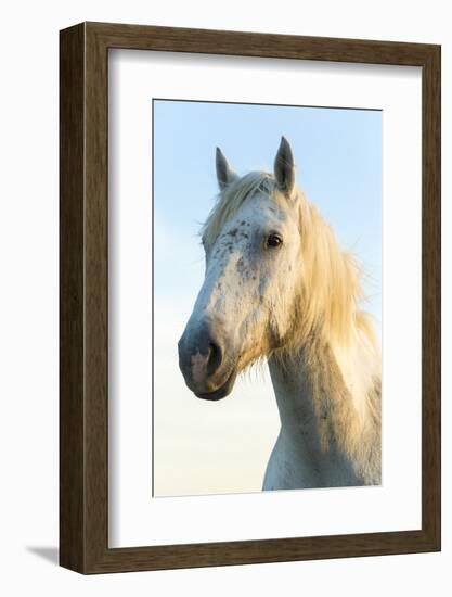 Portrait of White Horses Head, the Camargue, France-Peter Adams-Framed Photographic Print