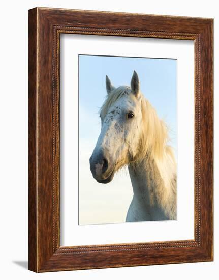 Portrait of White Horses Head, the Camargue, France-Peter Adams-Framed Photographic Print