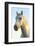 Portrait of White Horses Head, the Camargue, France-Peter Adams-Framed Photographic Print