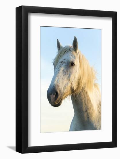 Portrait of White Horses Head, the Camargue, France-Peter Adams-Framed Photographic Print