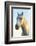 Portrait of White Horses Head, the Camargue, France-Peter Adams-Framed Photographic Print