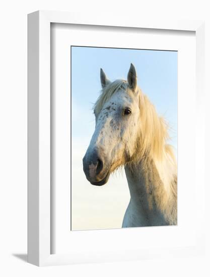 Portrait of White Horses Head, the Camargue, France-Peter Adams-Framed Photographic Print