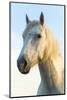 Portrait of White Horses Head, the Camargue, France-Peter Adams-Mounted Photographic Print