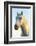 Portrait of White Horses Head, the Camargue, France-Peter Adams-Framed Photographic Print