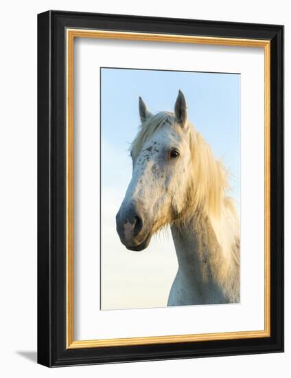 Portrait of White Horses Head, the Camargue, France-Peter Adams-Framed Photographic Print