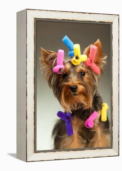 Portrait Of Young Yorkshire Terrier Dog Over White Background-PH.OK-Framed Premier Image Canvas