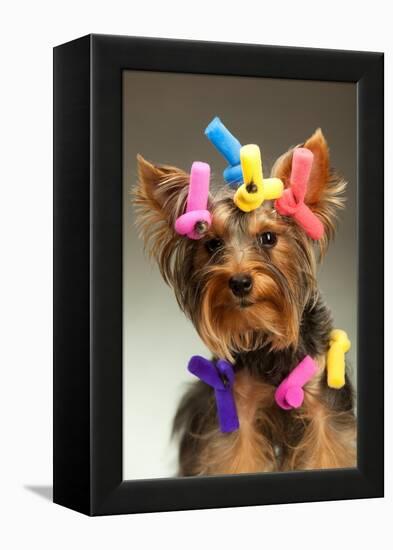 Portrait Of Young Yorkshire Terrier Dog Over White Background-PH.OK-Framed Premier Image Canvas