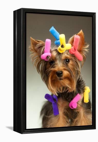 Portrait Of Young Yorkshire Terrier Dog Over White Background-PH.OK-Framed Premier Image Canvas