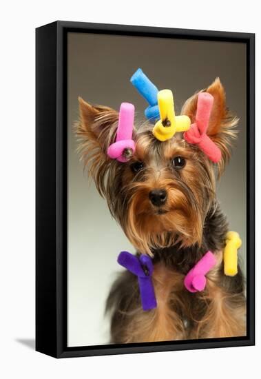 Portrait Of Young Yorkshire Terrier Dog Over White Background-PH.OK-Framed Premier Image Canvas