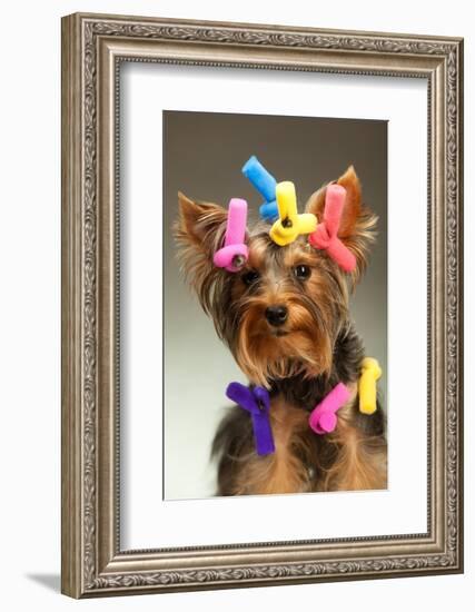 Portrait Of Young Yorkshire Terrier Dog Over White Background-PH.OK-Framed Photographic Print