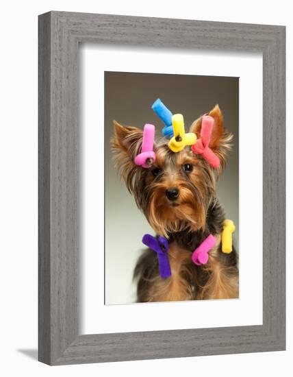 Portrait Of Young Yorkshire Terrier Dog Over White Background-PH.OK-Framed Photographic Print