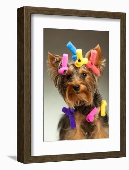Portrait Of Young Yorkshire Terrier Dog Over White Background-PH.OK-Framed Photographic Print