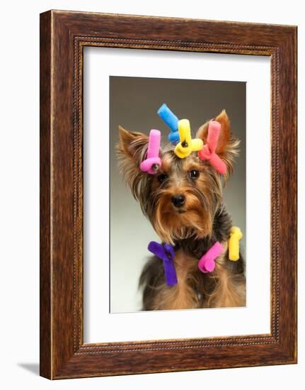 Portrait Of Young Yorkshire Terrier Dog Over White Background-PH.OK-Framed Photographic Print