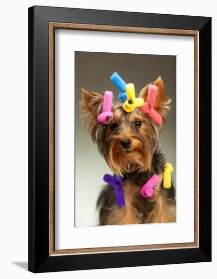 Portrait Of Young Yorkshire Terrier Dog Over White Background-PH.OK-Framed Photographic Print