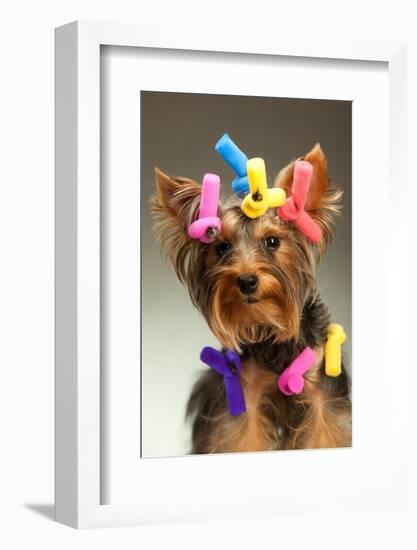 Portrait Of Young Yorkshire Terrier Dog Over White Background-PH.OK-Framed Photographic Print