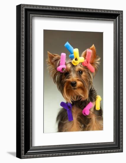 Portrait Of Young Yorkshire Terrier Dog Over White Background-PH.OK-Framed Photographic Print