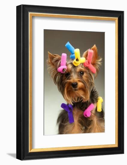 Portrait Of Young Yorkshire Terrier Dog Over White Background-PH.OK-Framed Photographic Print