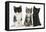 Portraits of Three Kittens-Mark Taylor-Framed Premier Image Canvas