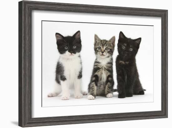 Portraits of Three Kittens-Mark Taylor-Framed Photographic Print